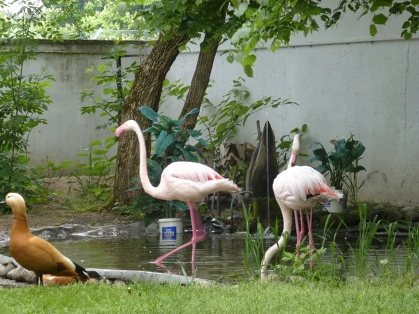 Flamingos und Rostgans