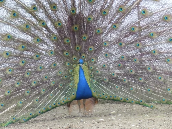 Pfau