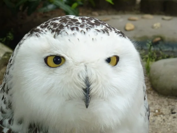 Schneeeule