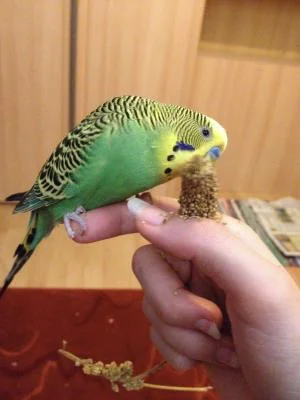 pacem2