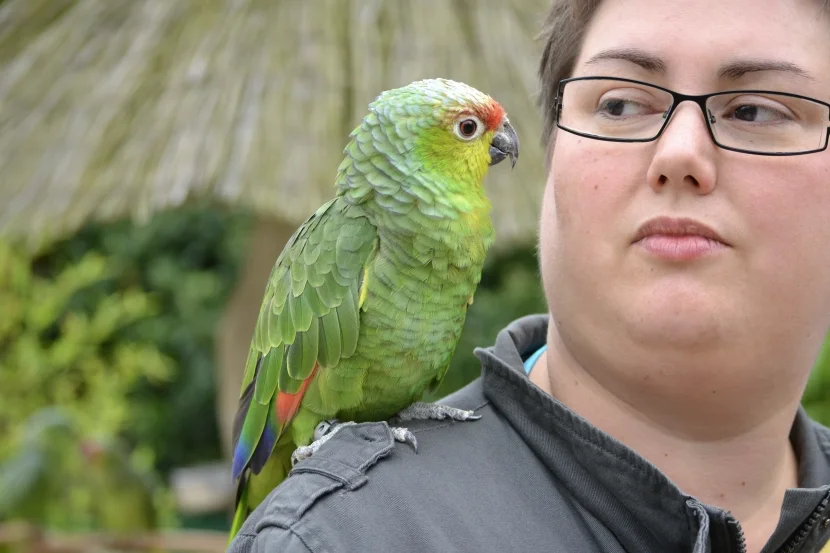 grüner Papagei auf Schulter