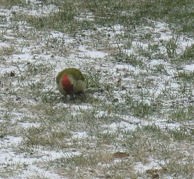 Grünspecht-Papagei