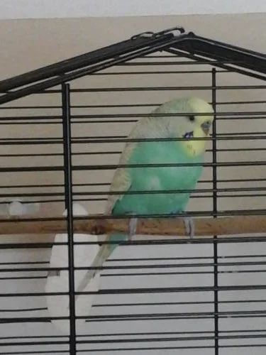 Paul