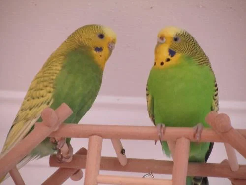 Paulinsche Wellipärchen Meggie und Willi KW 22 - 17
