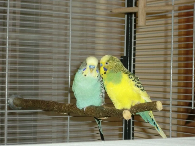 Pepi & Chico