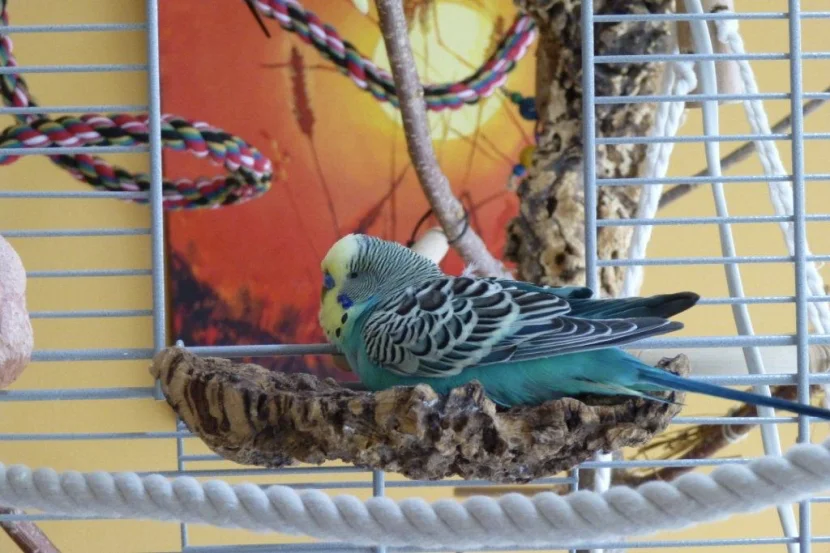 Pepi beim Genießen des