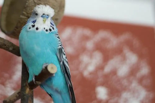 der blaue Picco