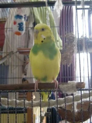 Pina