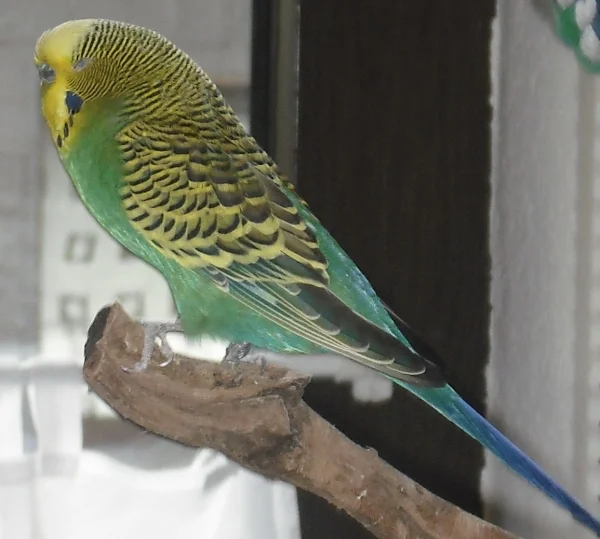 Pinsel schläft