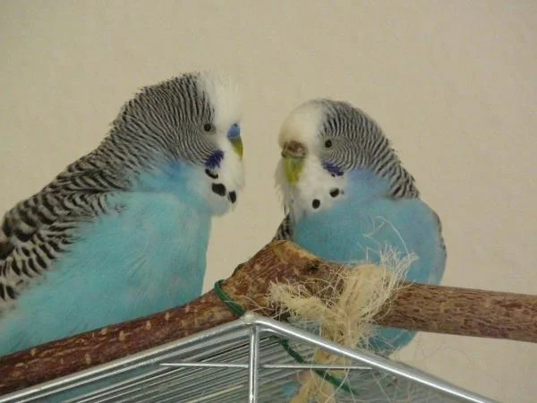 Blaue Molly mit Unterbiss