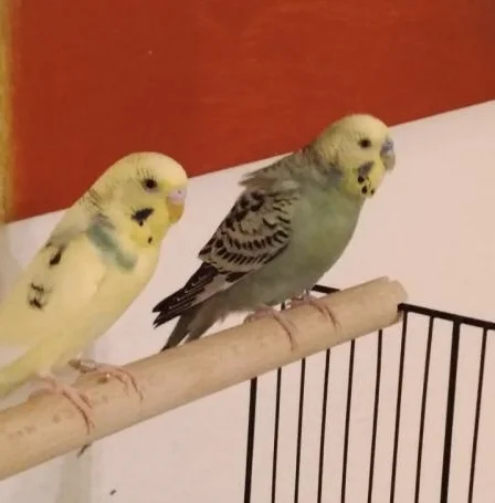 Prinzessin und Pipus