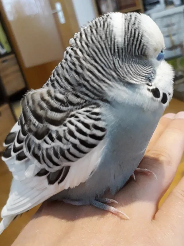 Putzi