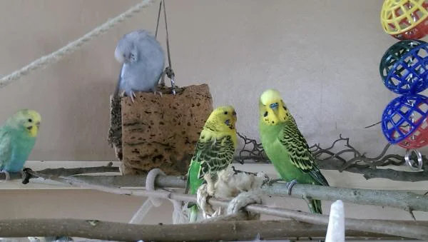 queenie und barney