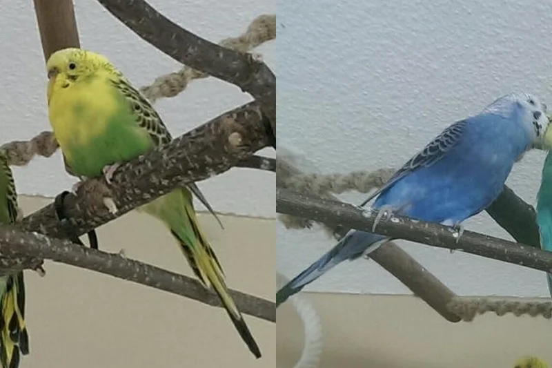 Queenie und Leo 2 Wellihennen KW 04 - 16