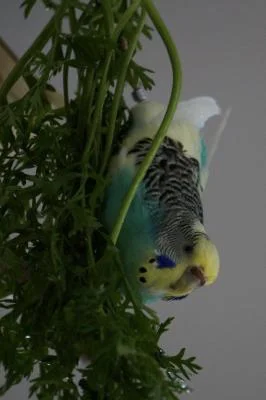 Rosalie
