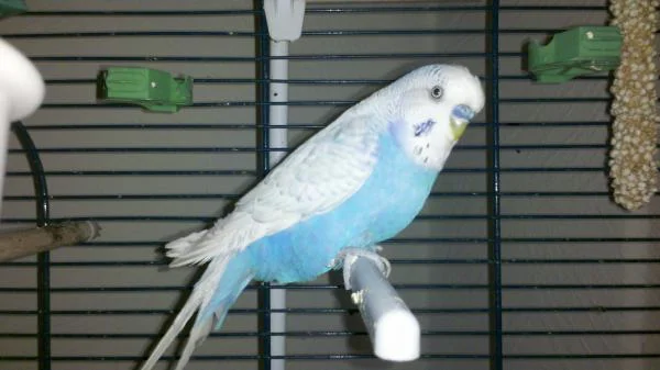 sam kw 36