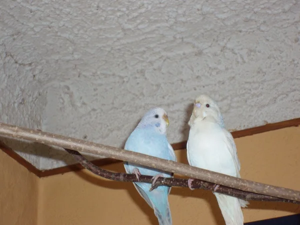 Peter+Lisbeth