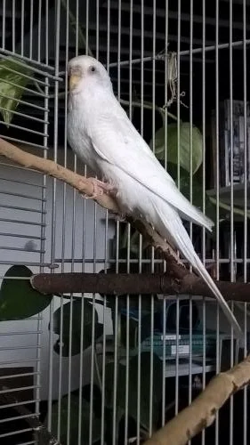 Shiro auf dem Ast