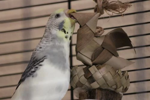 Cocograuweiß