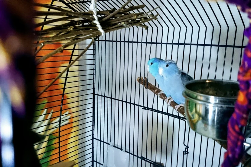 blaues Sperlingspapageien-Pärchen KW 07 - 17
