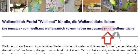 Anzahl der Wellensittiche auf der Startseite