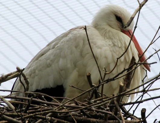 Storch