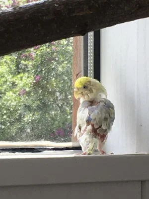 Chica