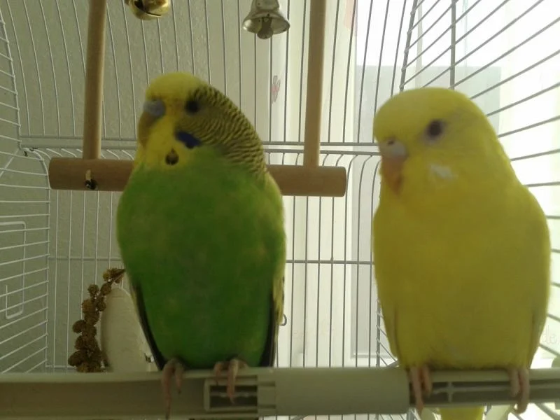 Thadeus und Yelly