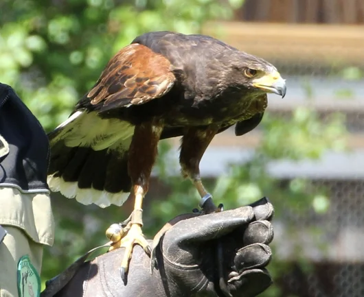 Tiefer Blick des Greifvogels