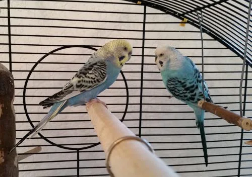 TrixiWilli