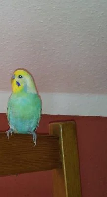 Rudi