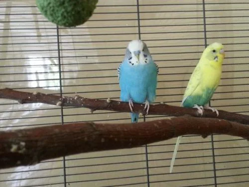 tweetywalter
