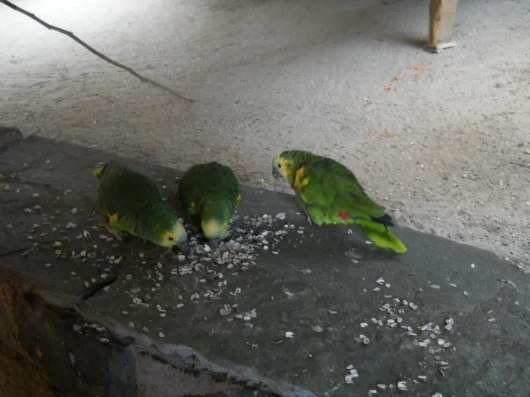 drei Papageien mit Futter