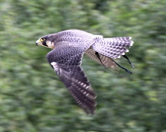 Vorbeiflug