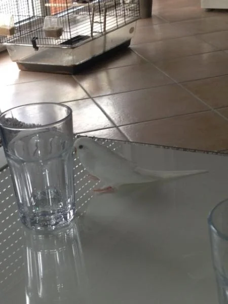 Wellensittich neben Trinkglas