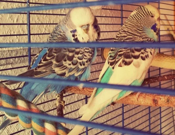 Wellensittiche im blauen Käfig