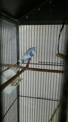 weißblau2