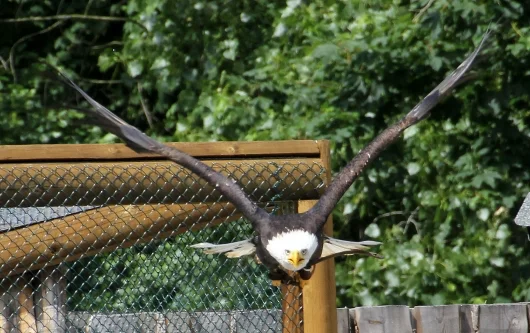 Anflug des amerikanischen Wappenvogels