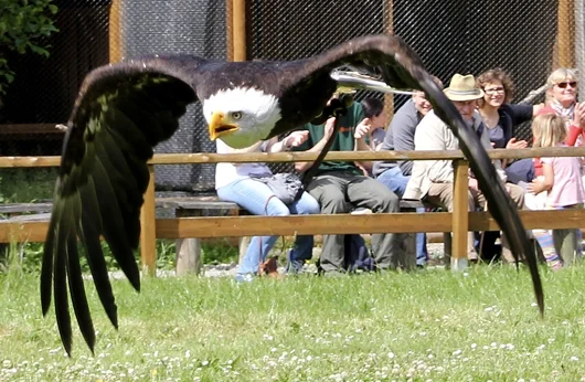Weisskopfseeadler