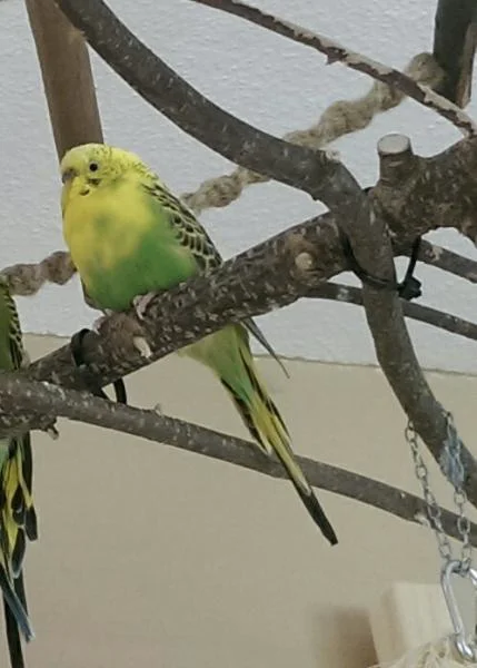 gelb-grüne Wellensittich-Henne entspannt