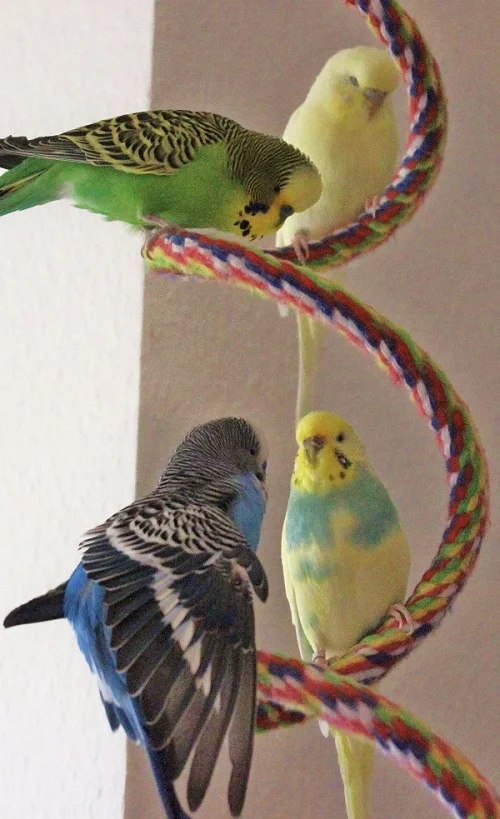 Wellensittich Schwarm