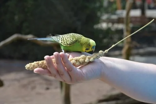 Welli auf Hand