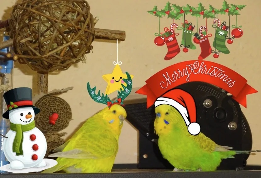 Wellipaar mit Weihnachtsdeko