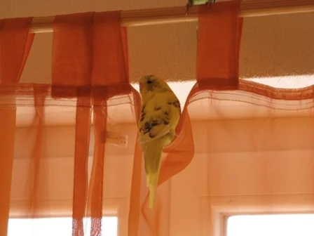 Sammy im Vorhang
