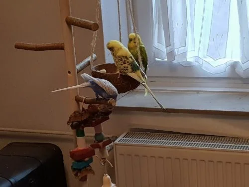 Korkkette am Wellibaum