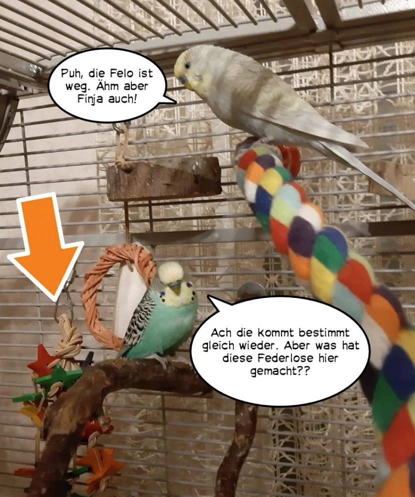 zwei Hähne im Käfig
