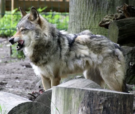 Wolf