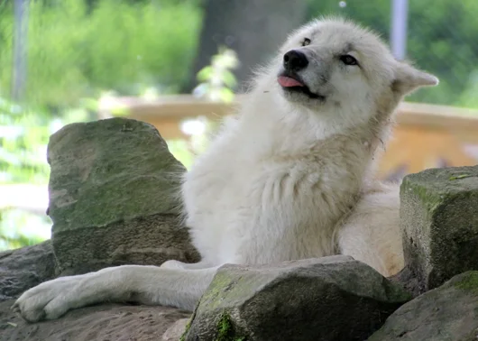 Wolf zeigt Zunge