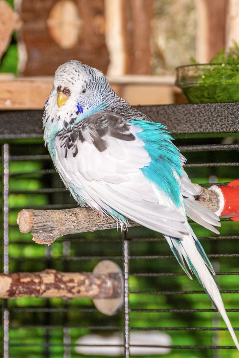 Wellensittich Henne namens Wolke