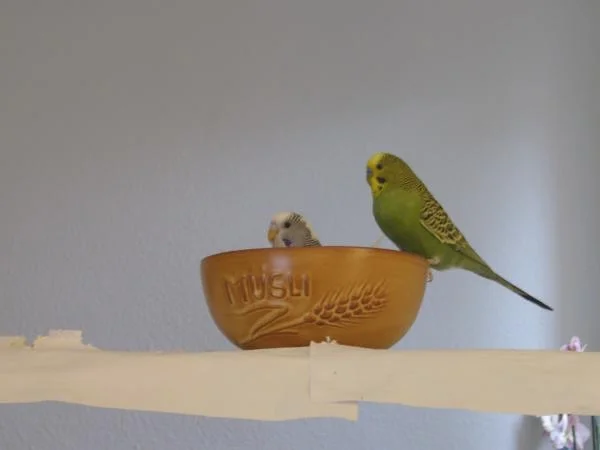 Wellensittich in der Müslischale
